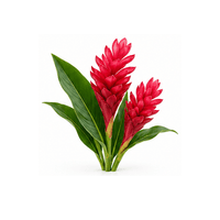 薑花